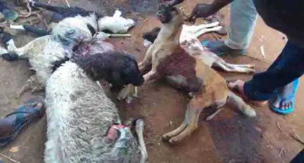 Residents Kills Dog That Killed 50 Goats & Sheep (Photos)
